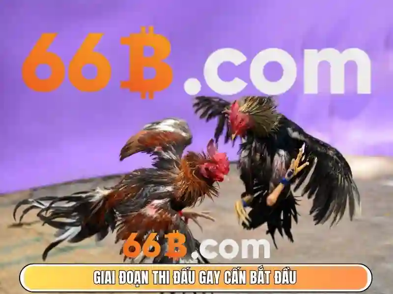 tải game cờ tướng - 66B