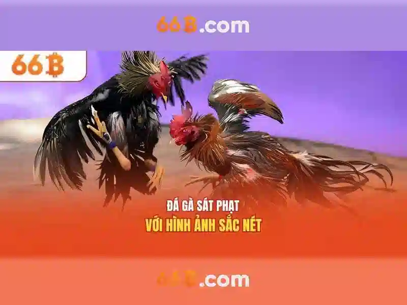 khuyến mãi 66b - 66B