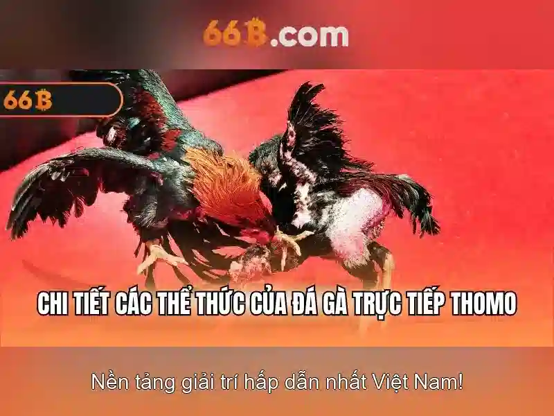  cá cược - 66B