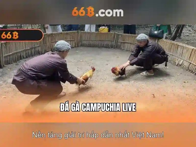  66B chính thức - 66B